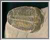 trilobite.jpg