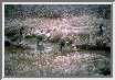 yellowstone3.jpg
