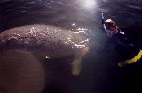 Marc meets the manatee!