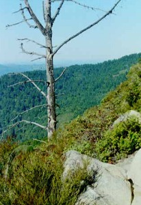 Views of the Pacific below the Mountain Peak