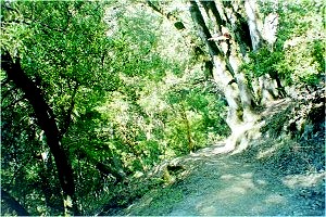 Hiking along the canyon at trail's beginning