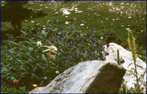 Flowers on the Lakes Trail below Medicine Bow Peak
