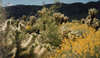 Joshua Tree National Park