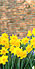 flowers.jpg (2420 bytes)