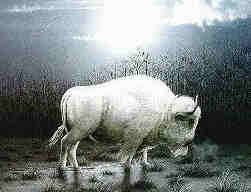 White Buffalo!!