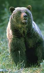 Grizzly Bear