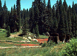 Big Stump Basin