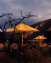 Umbrellas in a field