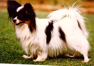 Aust CH Mondelise Madonna CD - A Papillon