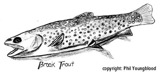 Brook Trout