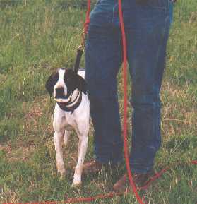Dog leaning against Maurice's leg