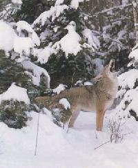 snowcoy.jpe (12452 bytes)