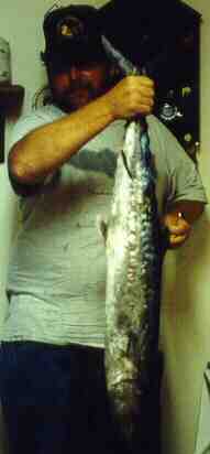 King Mackerel