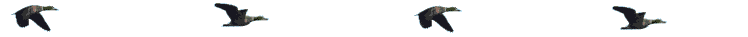 longfloc.gif