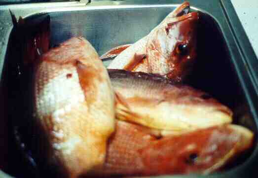 Red Snapper Limit