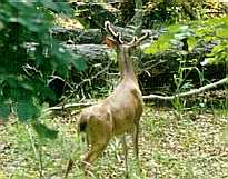 Summer buck in velvet, from 4 window blind in E. Tx
