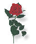State Flower