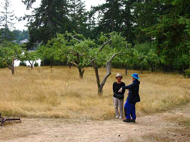 meadow 