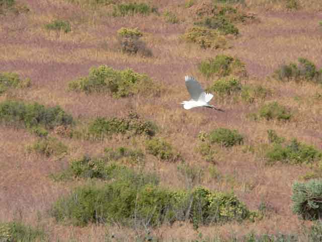 egret