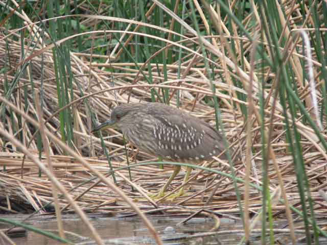 heron