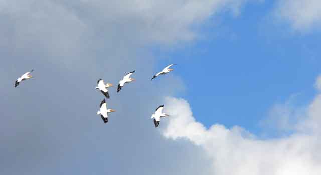pelicans fly