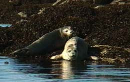 Two seals at Orchard Point