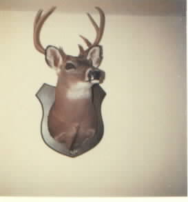My first good buck