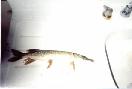 No. Pike caught by Alex