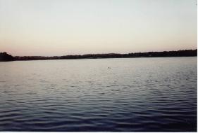 Our 
state bird, the Loon