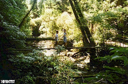 Ruakuri - somewhere On the Path