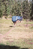 Rayado Trail