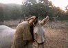 burro racing 1