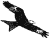 Chil.gif (973 bytes)