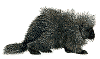 Sahi.gif (7087 bytes)