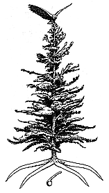 IMG: The Tree of Peace