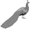 mor.gif (18595 bytes)