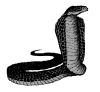 nag.gif (7108 bytes)