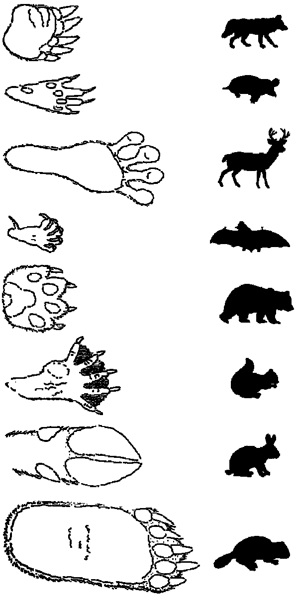 tracks.gif (14446 bytes)