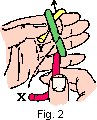 turkshead2.gif (1308 bytes)