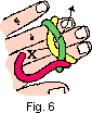 turkshead6.gif (1093 bytes)