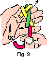 turkshead9.gif (1372 bytes)
