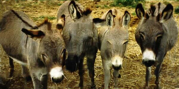 Four Miniature Donkeys