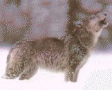 wolf picture