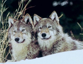 wolf picture