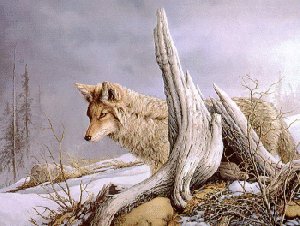 wolf picture