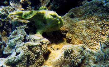 frogfish