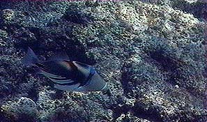 lagoon triggerfish