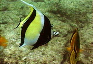 moorish idol