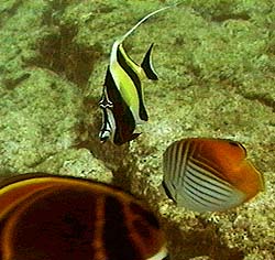 moorish and threadfin
