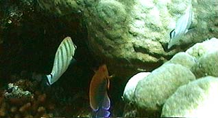 Potters angelfish